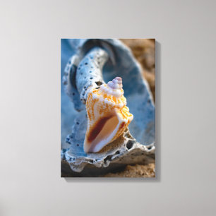 Fighting Conch op een gebroken schoonheid Canvas Afdruk