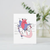 Figuur 2. Normale hartfunctie.jpg Briefkaart (Staand voorkant)