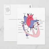 Figuur 2. Normale hartfunctie.jpg Briefkaart (Voorkant / Achterkant)