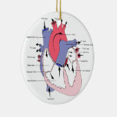 Figuur 2. Normale hartfunctie.jpg Keramisch Ornament (Rechts)