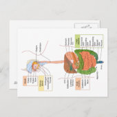 Figuur Humaan Maagdarmstelsel Briefkaart (Voorkant / Achterkant)