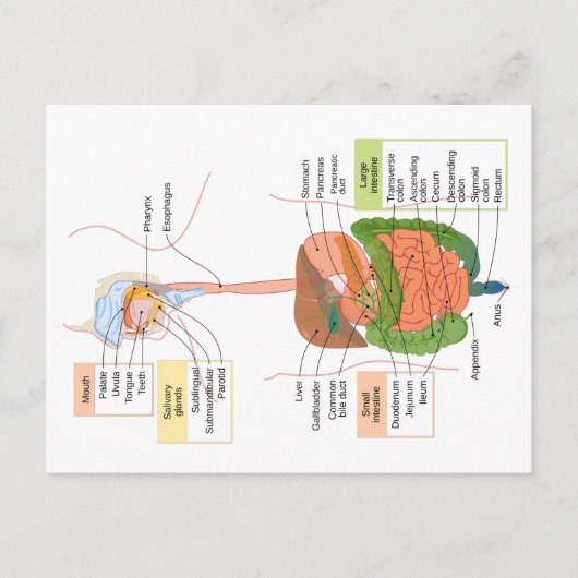 Figuur Humaan Maagdarmstelsel Briefkaart (Voorkant)