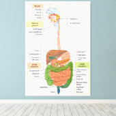 Figuur Humaan Maagdarmstelsel Canvas Afdruk (Insitu (Houten vloer))