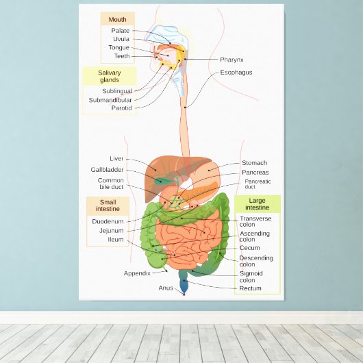 Figuur Humaan Maagdarmstelsel Canvas Afdruk (Insitu (Houten vloer))