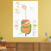 Figuur Humaan Maagdarmstelsel Canvas Afdruk (Insitu (Woonkamer))