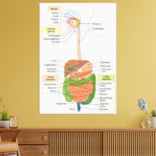Figuur Humaan Maagdarmstelsel Canvas Afdruk (Insitu (Woonkamer))