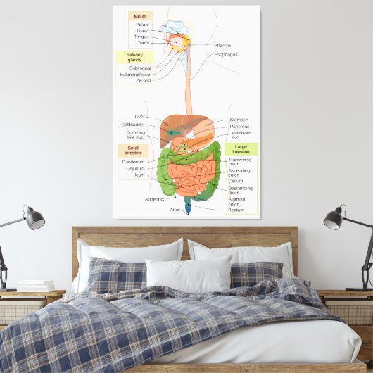 Figuur Humaan Maagdarmstelsel Canvas Afdruk (Insitu (Slaapkamer))