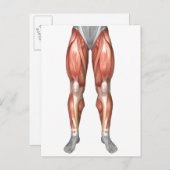 Figuur ter illustratie van de spiergroepen aan de briefkaart (Voorkant / Achterkant)