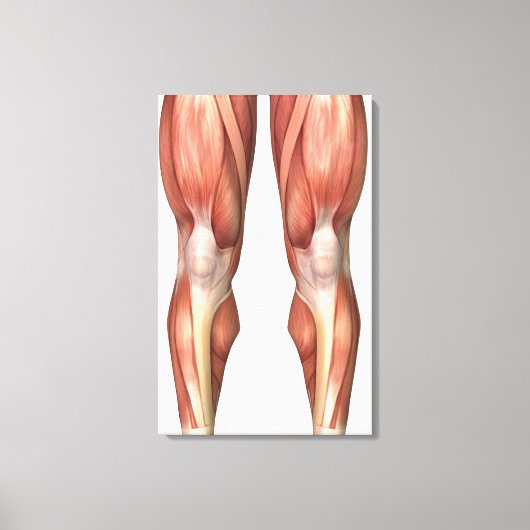 Figuur ter illustratie van de spiergroepen aan de  canvas afdruk (Voorkant)