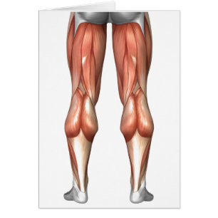 Figuur ter illustratie van de spiergroepen van de 