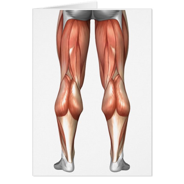 Figuur ter illustratie van de spiergroepen van de  (Voorkant)