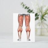 Figuur ter illustratie van de spiergroepen van de  briefkaart (Staand voorkant)