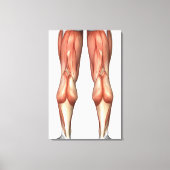 Figuur ter illustratie van de spiergroepen van de  canvas afdruk (Voorkant)