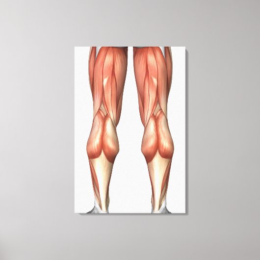 Figuur ter illustratie van de spiergroepen van de  canvas afdruk (Voorkant)