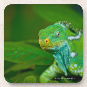 Fiji crested Iguana, Kula Eco Park, Viti Levu, Bier Onderzetter