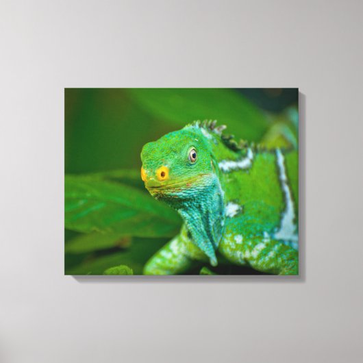 Fiji crested Iguana, Kula Eco Park, Viti Levu, Canvas Afdruk (Voorkant)