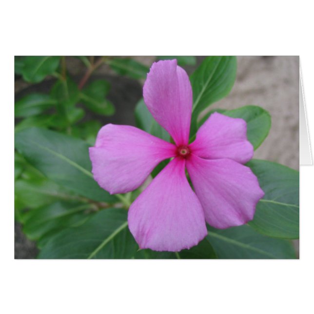Fiji Floral (Voorkant Horizontaal)