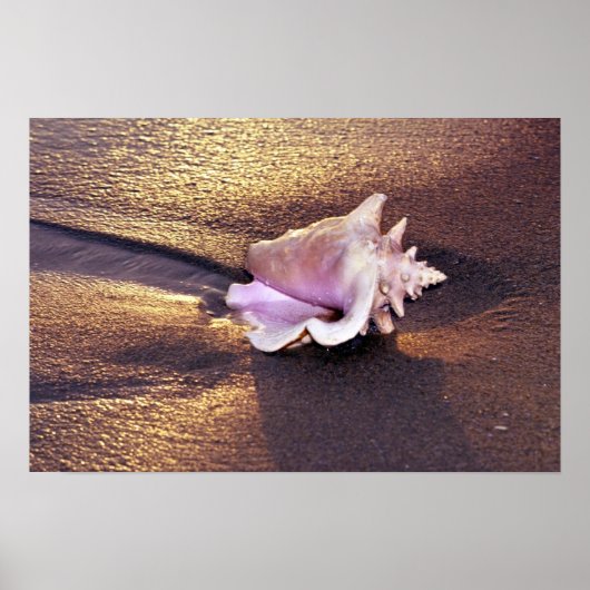 Fiji Islands, er zijn nog steeds dergelijke schelp Poster (Voorkant)