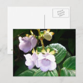 Fiji Paarse Orchid Briefkaart (Voorkant / Achterkant)