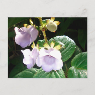 Fiji Paarse Orchid Briefkaart