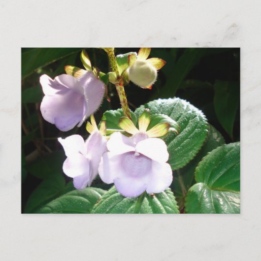 Fiji Paarse Orchid Briefkaart (Voorkant)