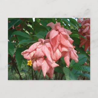 Fiji Roze en Geel Briefkaart