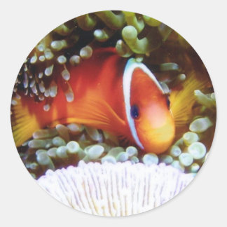 Fiji Tomaat Clown Ronde Sticker