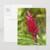 Fiji, Viti Levu eiland. Bloem. Briefkaart (Voorkant / Achterkant)