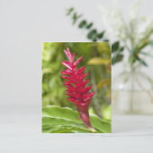 Fiji, Viti Levu eiland. Bloem. Briefkaart (Staand voorkant)