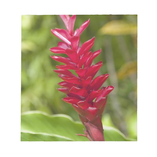 Fiji, Viti Levu eiland. Bloem. Notitieblok (Voorkant)