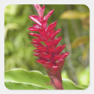 Fiji, Viti Levu eiland. Bloem. Vierkante Sticker