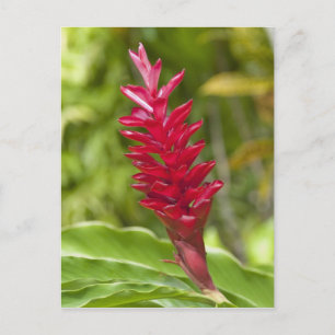 Fiji, Viti Levu Island. Bloem. Briefkaart