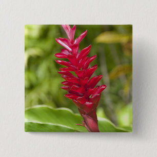 Fiji, Viti Levu Island. Bloem. Vierkante Button 5,1 Cm