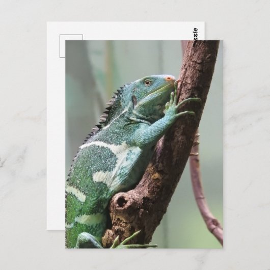 Fijian Crested Iguana Briefkaart (Voorkant / Achterkant)