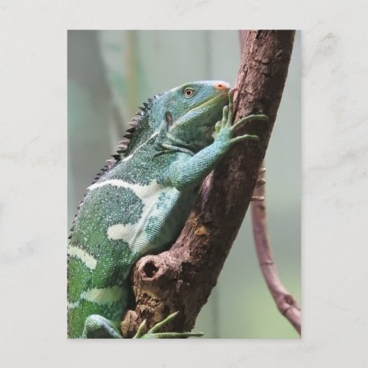 Fijian Crested Iguana Briefkaart (Voorkant)