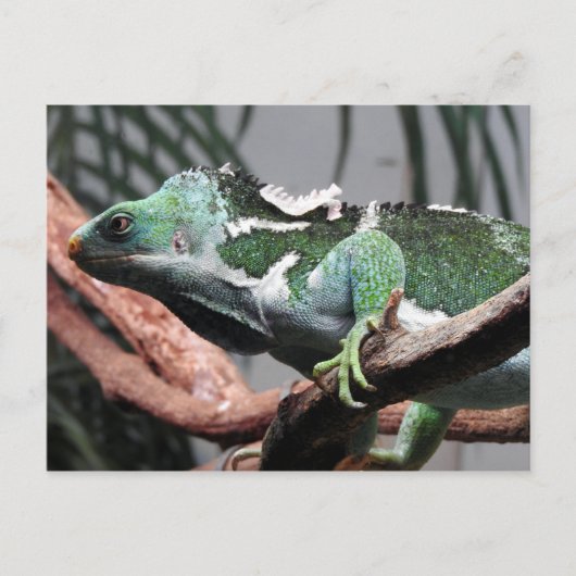 Fijian Crested Iguana Feestdagenkaart (Voorkant)