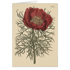 Fijnbladige Pioen Botanische Illustratie