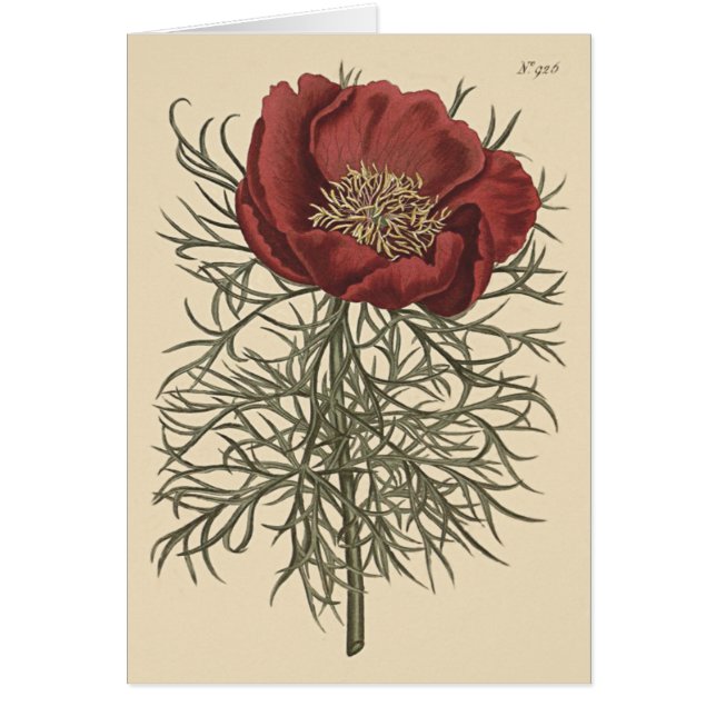 Fijnbladige Pioen Botanische Illustratie (Voorkant)