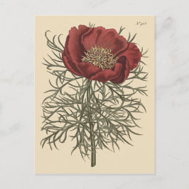 Fijnbladige Pioen Botanische Illustratie Briefkaart