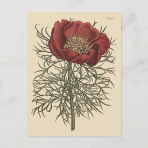 Fijnbladige Pioen Botanische Illustratie Briefkaart