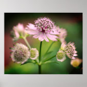 Fijne bloemen poster (Voorkant)