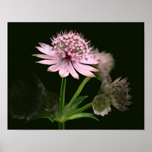 Fijne bloemen poster (Voorkant)