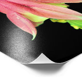 Fijne Columbine Bloem 8x10 Foto Afdruk (Hoek)