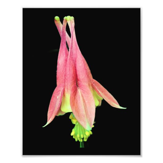 Fijne Columbine Bloem 8x10 Foto Afdruk (Voorkant)