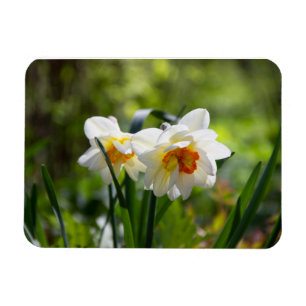 Fijne cute narcissen lente  magneet