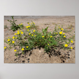 Fijne gele bloemen op zand poster