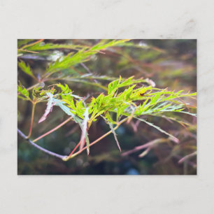 Fijne groene Japanse esdoornbladeren Close-up Briefkaart