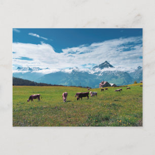 Fijne Koeien op het Boerderij in Zwitserland Briefkaart