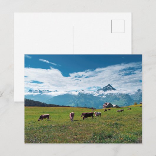 Fijne Koeien op het Boerderij in Zwitserland Briefkaart (Voorkant / Achterkant)