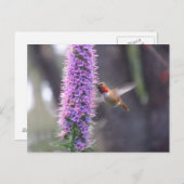 Fijne kolibrie briefkaart (Voorkant / Achterkant)